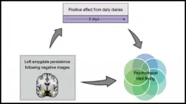 Negative mood linked to prolonged amygdala activity