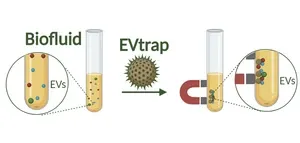 Neglected 80-year-old antibiotic is effective against multi-drug resistant bacteria 3