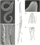 Nematode resurrected from Siberian permafrost laid dormant for 46,000 years