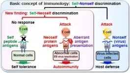 Neoself-antigens induce autoimmunity in lupus