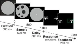 Nerve cells can detect small numbers of things better than large numbers of things 3