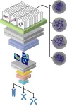 Neural network learns how to identify chromatid cohesion defects