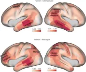 Neuroanatomy that sets humans apart from other primates