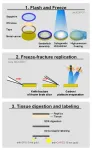 Neuronal insights: flash and freeze-fracture