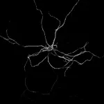 Neurons: String of lights indicates excitation propagation