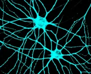 Neuroscience research leverages stem cells to understand how neurons connect and communicate in the brain