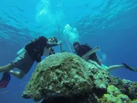 New 400-year temperature record shows Great Barrier Reef is facing catastrophic damage, researchers warn