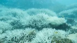 New 400-year temperature record shows Great Barrier Reef is facing catastrophic damage, researchers warn 3