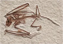 New 52 million-year-old bat species discovered in Wyoming, US, is the oldest bat skeleton known