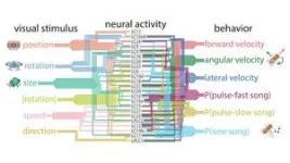 New AI accurately predicts fly behavior 2