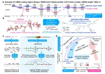 New AI algorithm boosts COVID-19 mRNA vaccine antibody response by 128 times