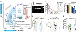 New AI algorithm boosts COVID-19 mRNA vaccine antibody response by 128 times 2