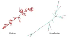 New AI algorithm boosts COVID-19 mRNA vaccine antibody response by 128 times 3