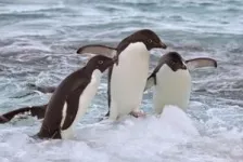 New Antarctic research shows that Adélie penguins must balance the benefits and costs of riding on sea ice during their long-distance migration 2