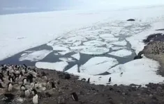 New Antarctic research shows that Adélie penguins must balance the benefits and costs of riding on sea ice during their long-distance migration 3