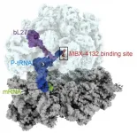 New antibiotic clears multi-drug resistant gonorrhea in mice in single dose