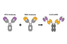 New antibodies show potential to defeat all SARS-CoV-2 variants