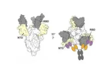 New antibodies show potential to defeat all SARS-CoV-2 variants 2