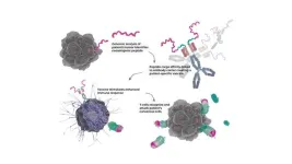 New antibody could be promising cancer treatment