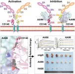New antibody rationally designed for better tumor inhibition