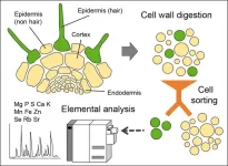 New approach opens avenue to investigate element distribution and transport pathways in plants