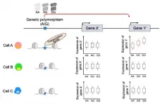 New atlas of genetic function maps complexities of immune system and immune diseases