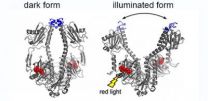 New atom-scale knowledge on the function of biological photosensors 2