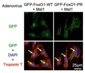 New avenues for treating heart failure: uncovering a protective mechanism in the cardiac myocytes