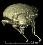 New beetle found in fossil feces attributed to dinosaur ancestor