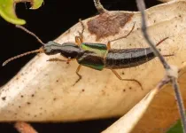 New beetle species has bottle-opener shaped genitalia: Now that calls for a Carlsberg!