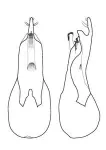 New beetle species has bottle-opener shaped genitalia: Now that calls for a Carlsberg! 3