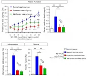 New benefits from anti-diabetic drug metformin