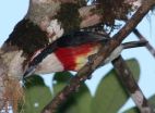 New bird species discovered in cloud forest of Peru