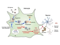 New brain cell cleaner: astrocytes raise possibility of Alzheimer’s disease treatment