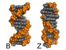 New calculations solve an old problem with DNA