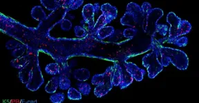 New cellular atlas maps out healthy and cancerous breast tissue