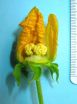 New checklist brings information about Cucurbitaceae up to date