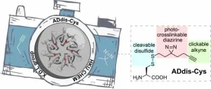 New chemical tool that sheds light on how proteins recognise and interact with each other