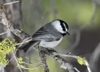 New chickadee research finds cognitive skills impact lifespan