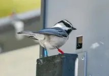 New chickadee research finds cognitive skills impact lifespan 2