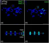 New chromosome barcode system unveils genetic secrets of alfalfa