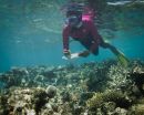 New climate stress index model challenges doomsday forecasts for worlds coral reefs