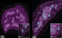 New clue into the curious case of our ageing immune system 3