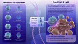 New Co-STAR receptor shows promise treating cancers in laboratory study