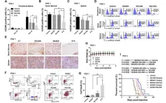 New combination treatment strategy dramatically increases cell death in leukemia