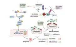 New combination treatment strategy dramatically increases cell death in leukemia 2