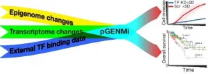 New computational models to understand colon cancer