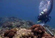 New coral disease forecasting system led by University of Hawai'i team 3