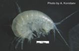 New cryptic amphipod discovered in West Caucasus caves