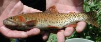 New CU-Boulder study clarifies diversity, distribution of cutthroat trout in Colorado